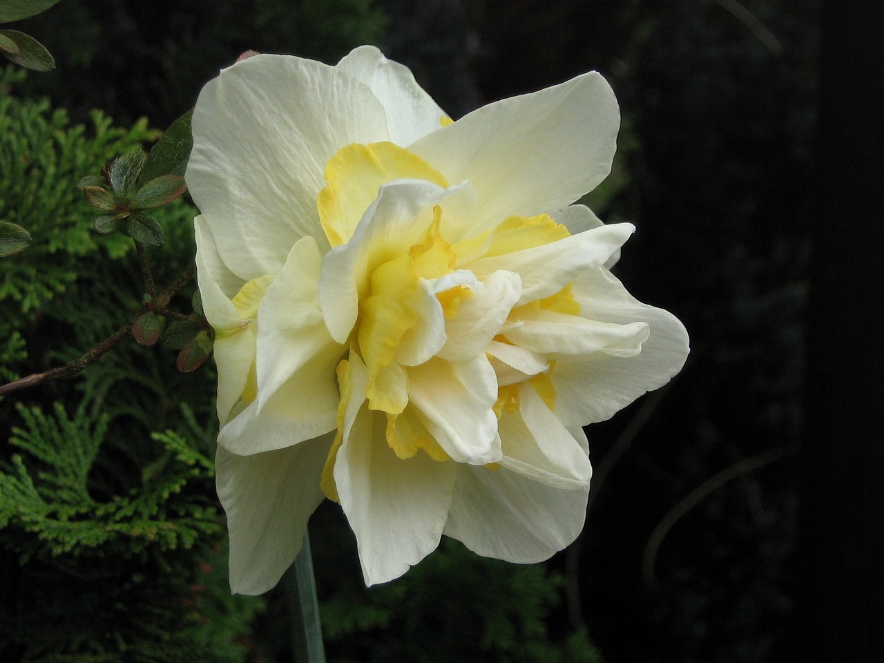 narcissus narcissus yellow spring free photo