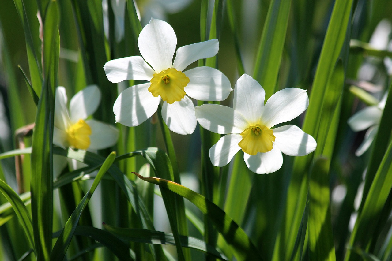 narcissus flower plant free photo