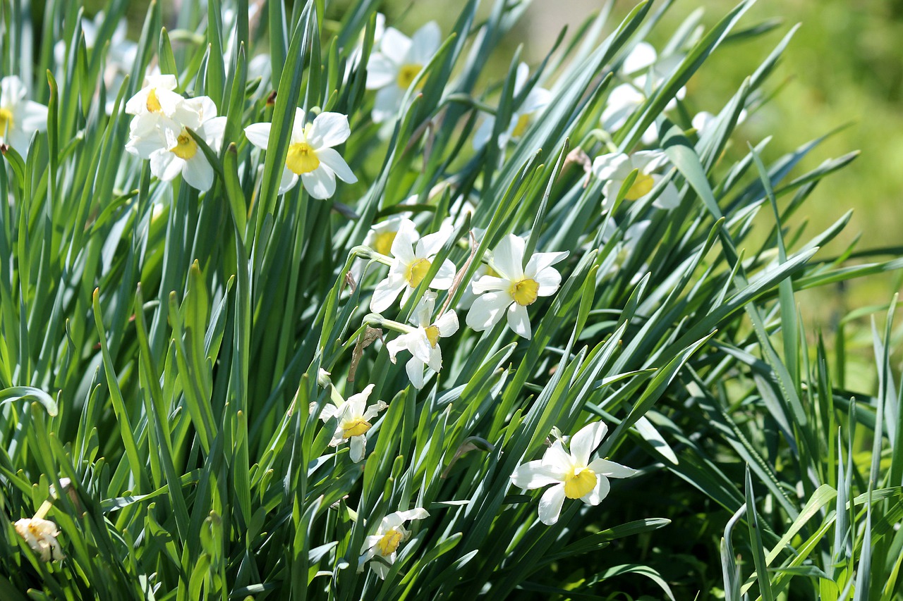 narcissus flower plant free photo