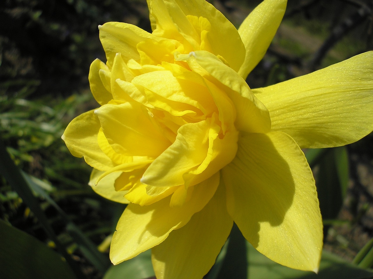 narcissus nature flower free photo