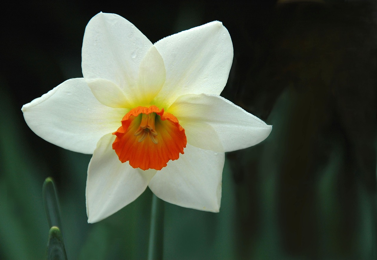 narcissus spring flower free photo