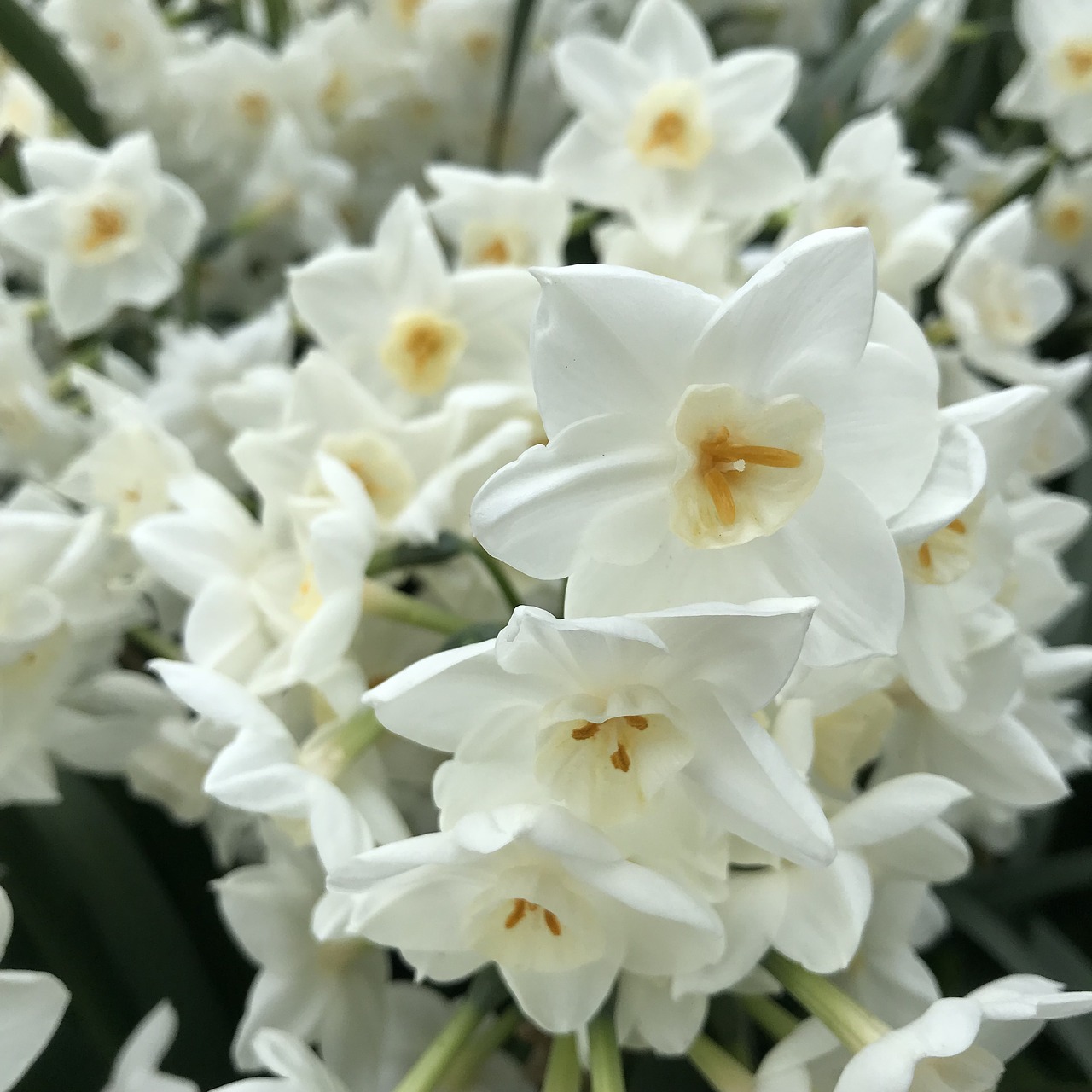 narcissus flowers plant free photo