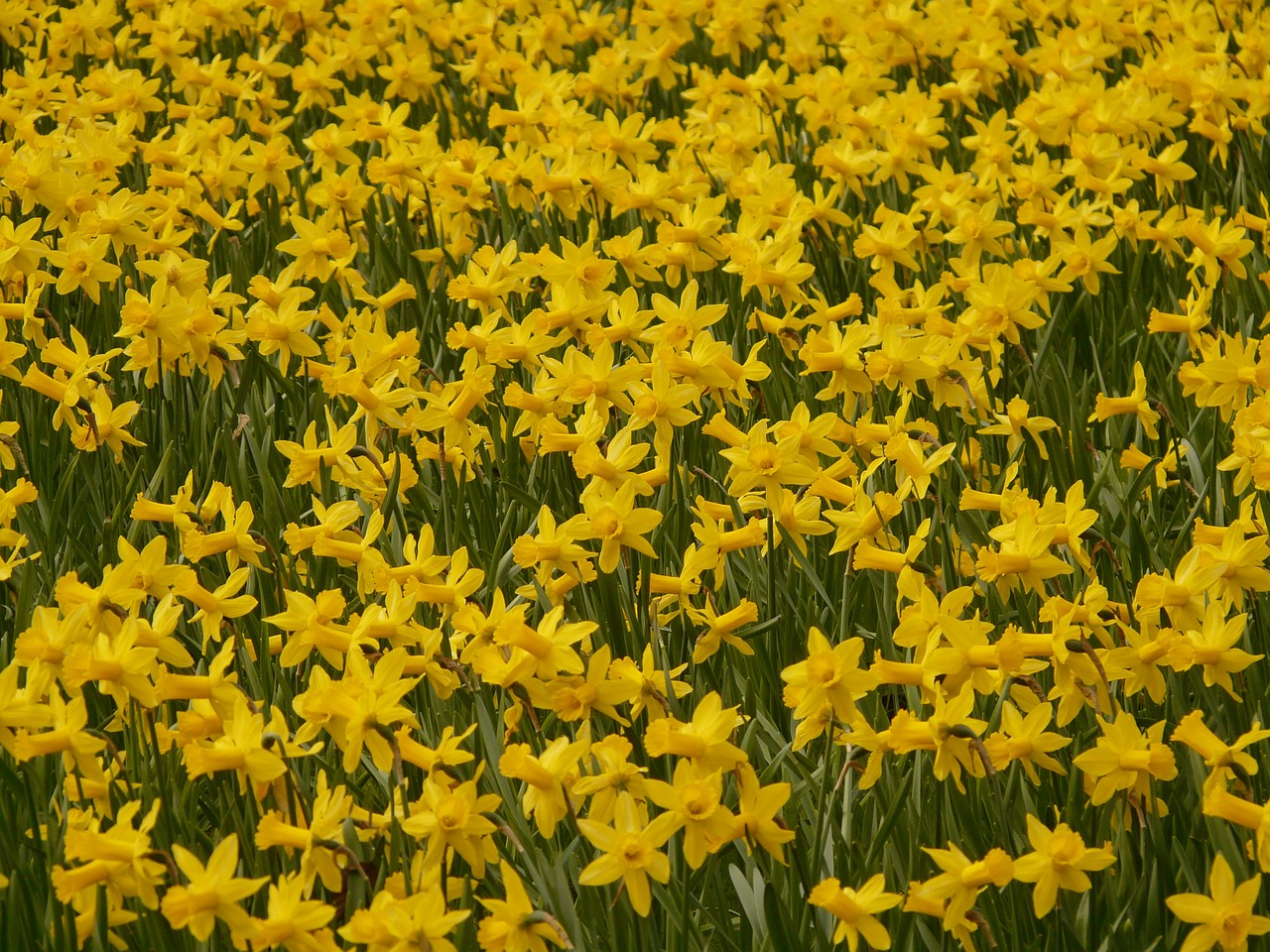 narcissus daffodil flower free photo