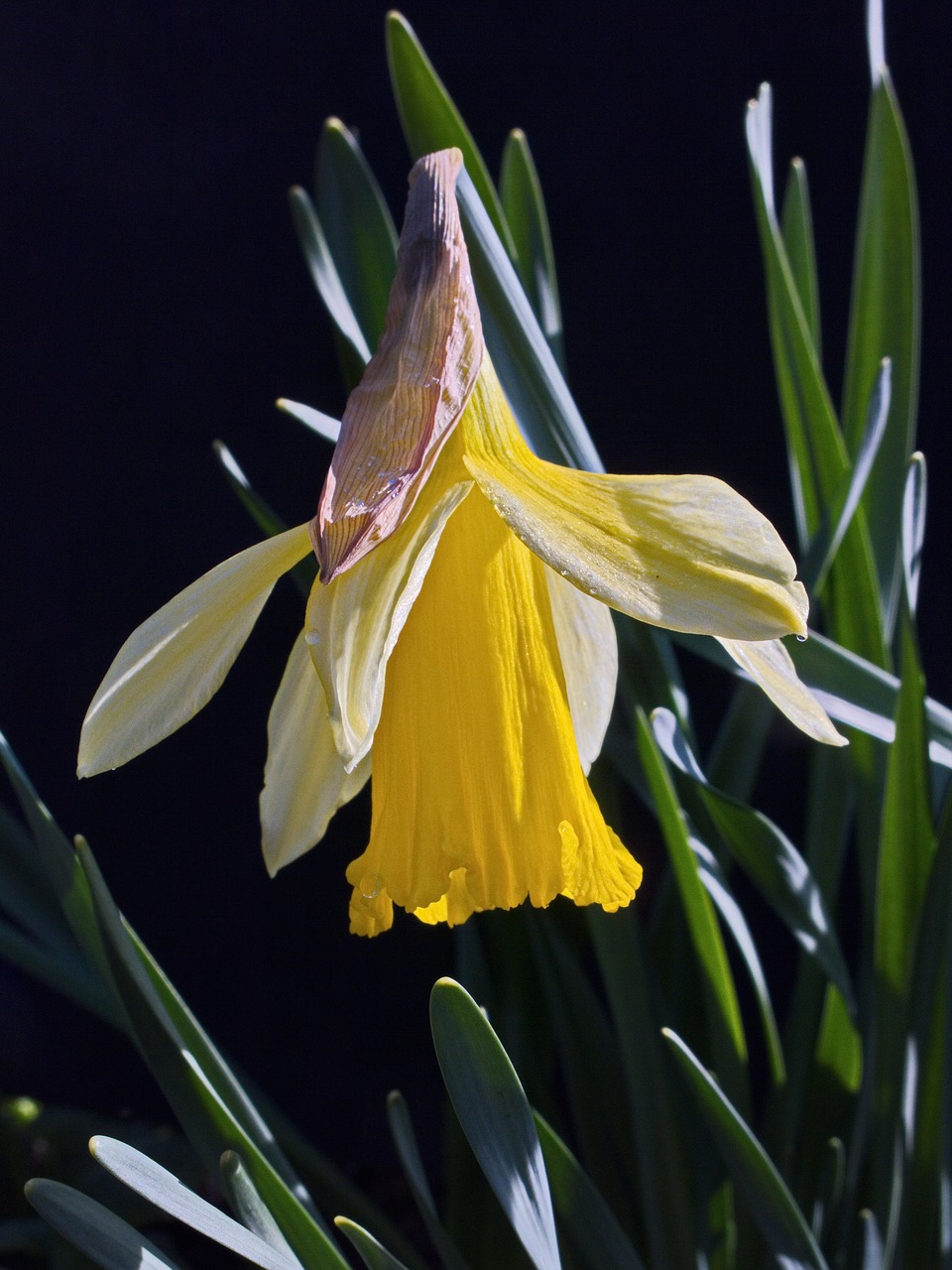 narcissus nature plant free photo