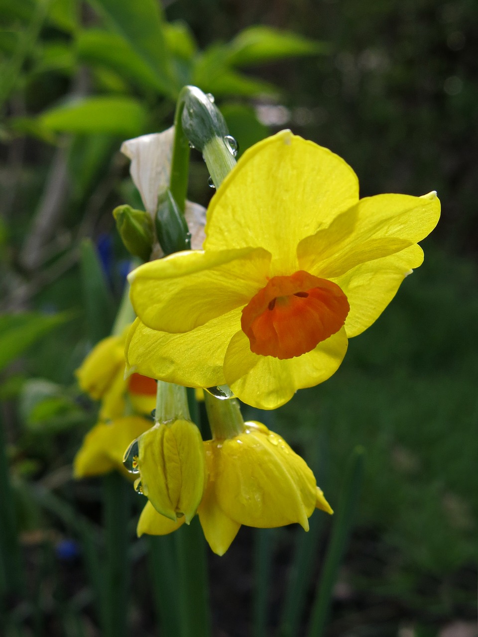 narcissus flower plant free photo