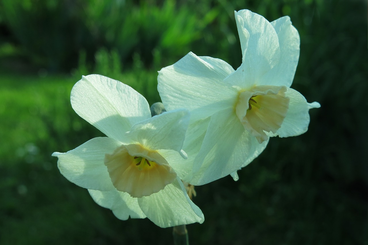 narcissus white blossom flower free photo