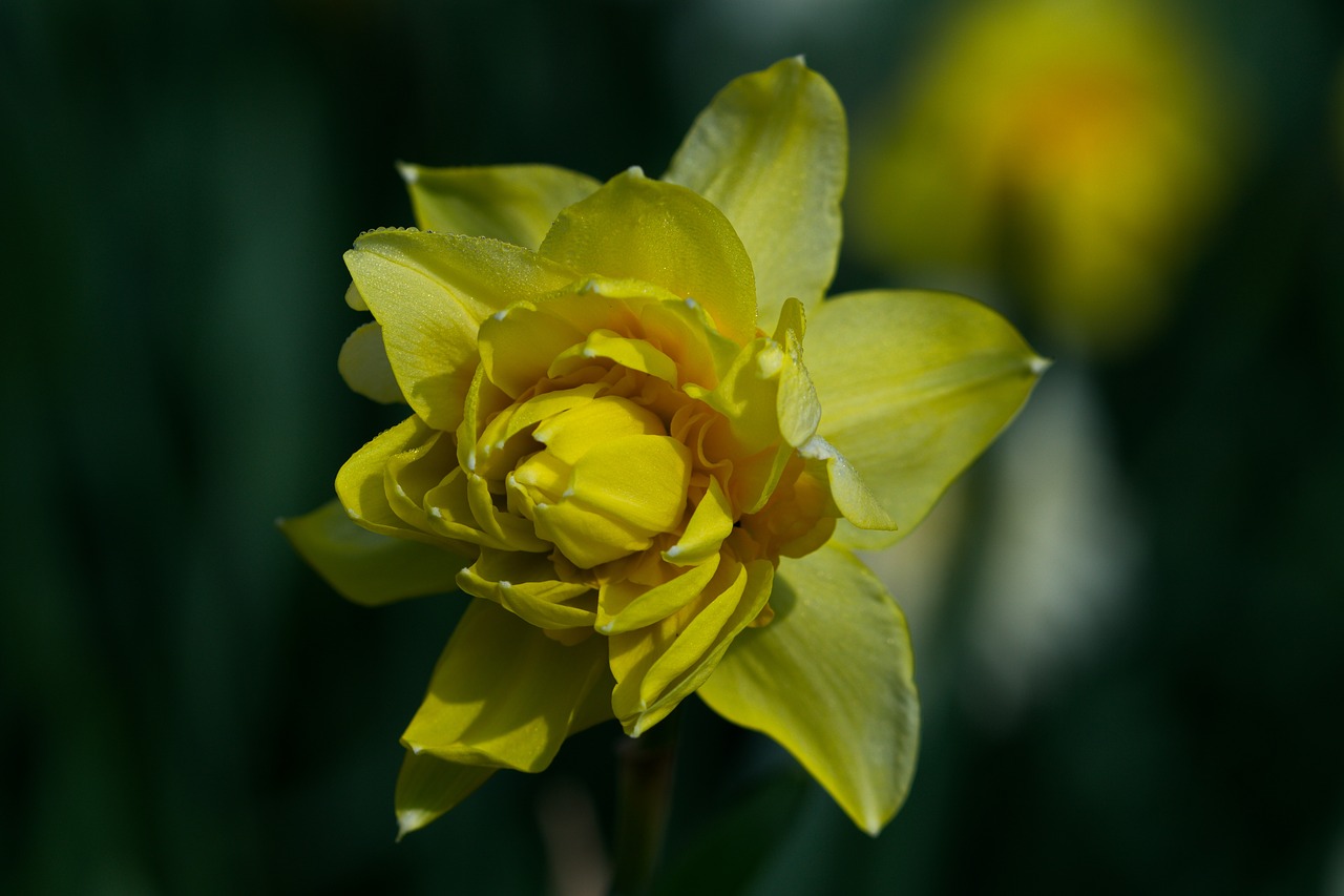 narcissus flower nature free photo