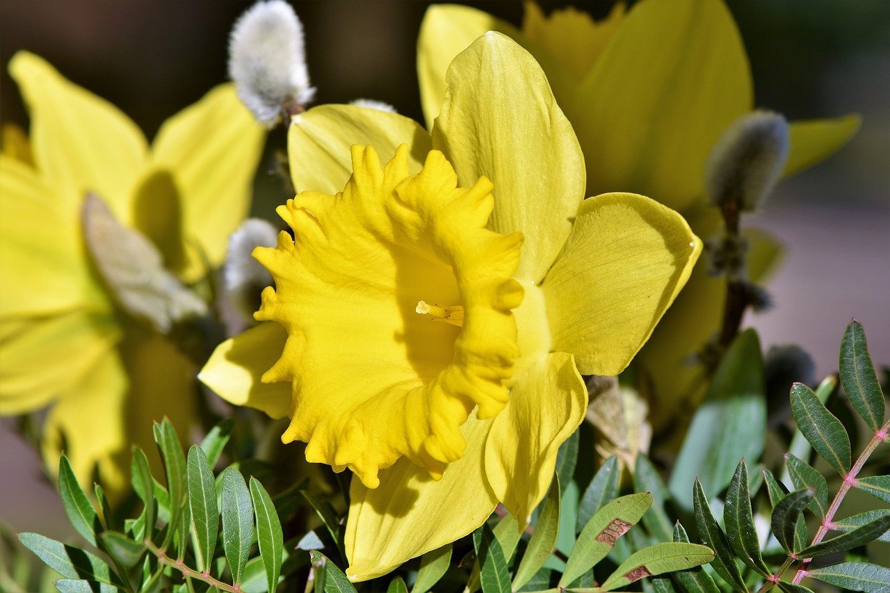 narcissus daffodil narcissus pseudonarcissus free photo