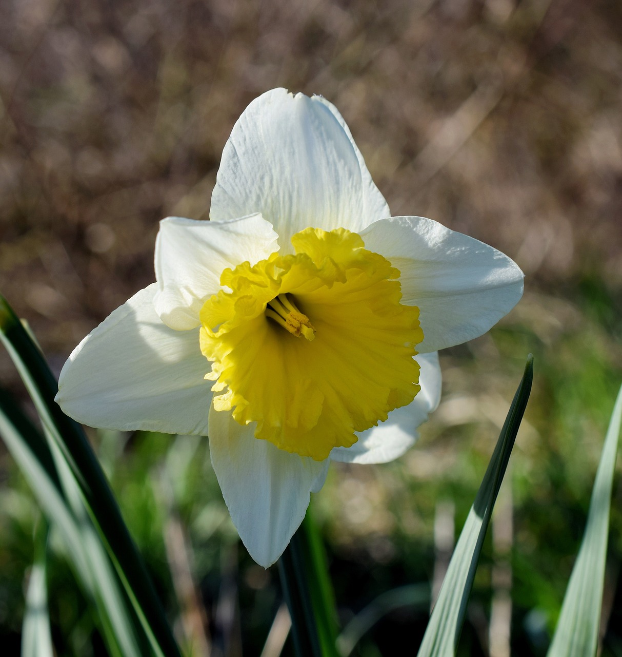 narcissus narcissus pseudonarcissus spring free photo