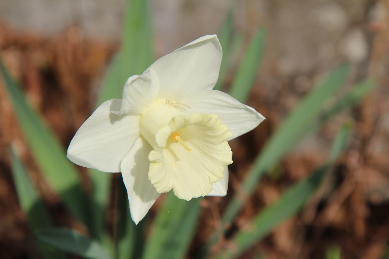 narcissus  narcissus white  white flower free photo