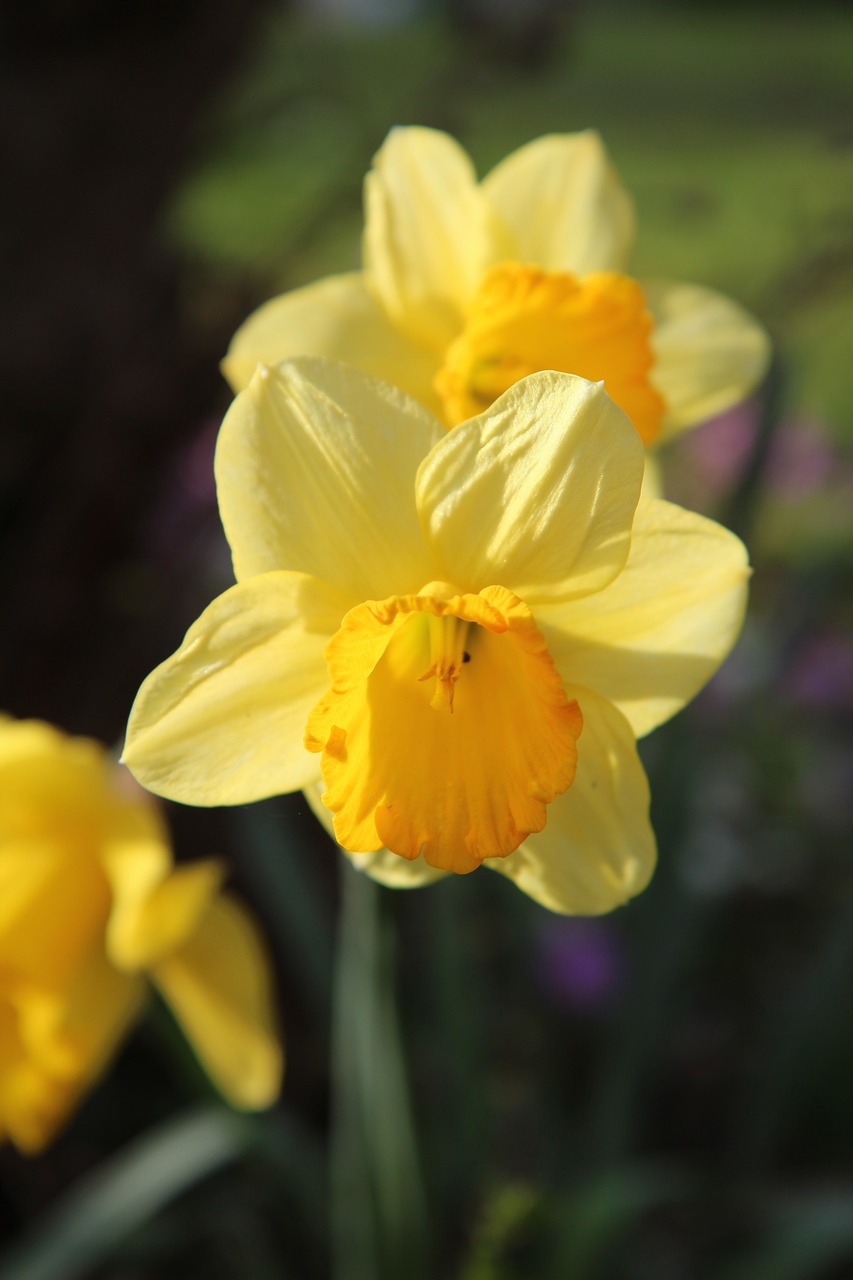 narcissus  narcissus yellow  daffodil free photo