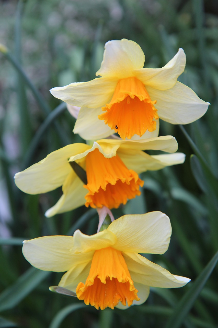 narcissus  narcissus orange  daffodil free photo