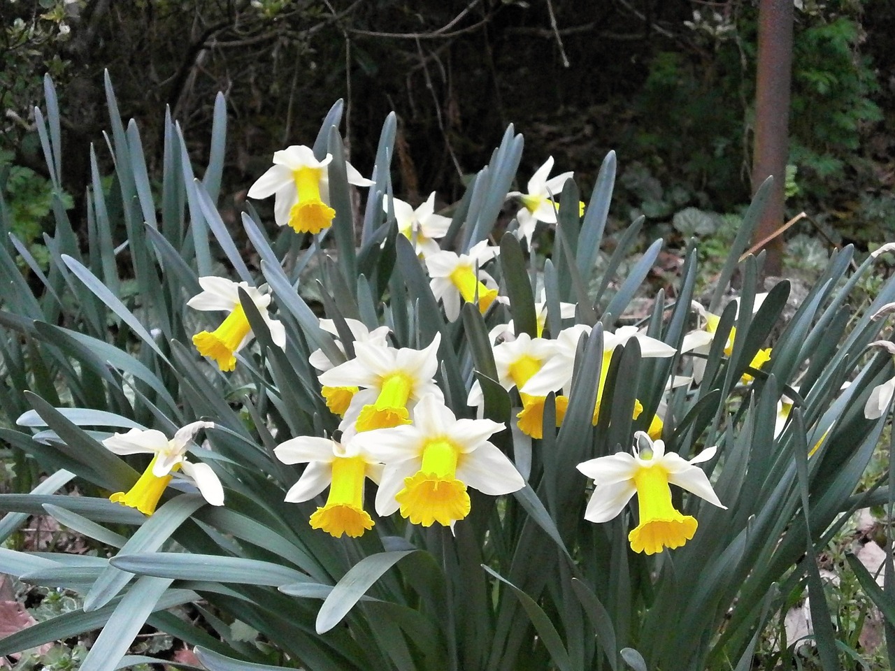 narcissus daffodil spring flowers free photo
