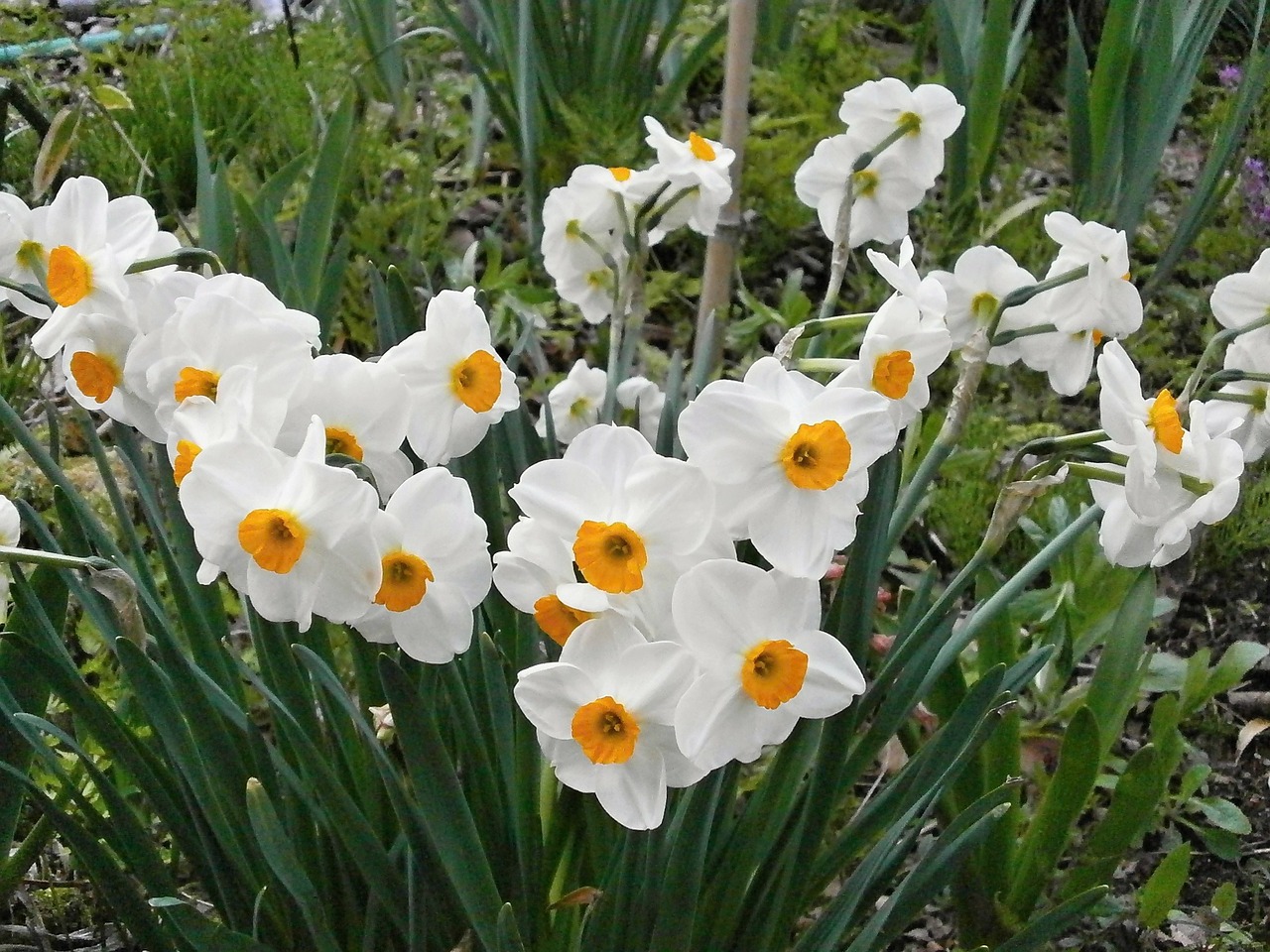 narcissus spring flowers free pictures free photo