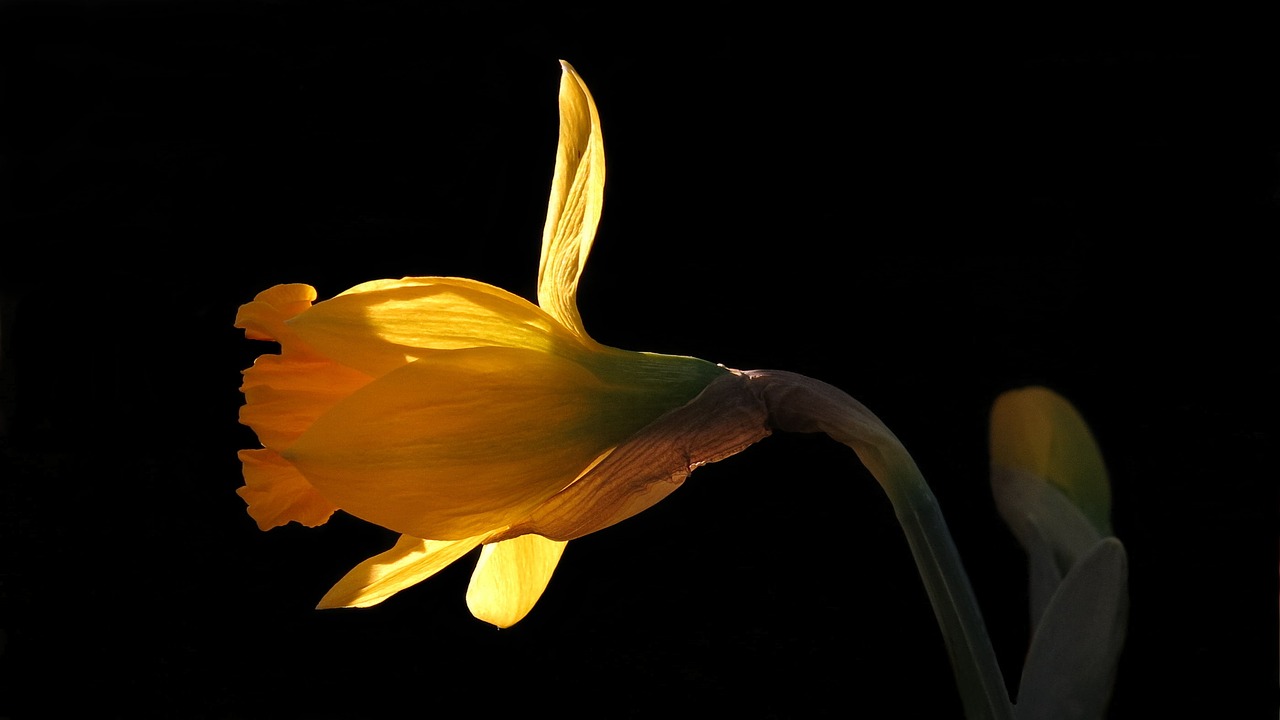 narcissus  daffodil  nature free photo