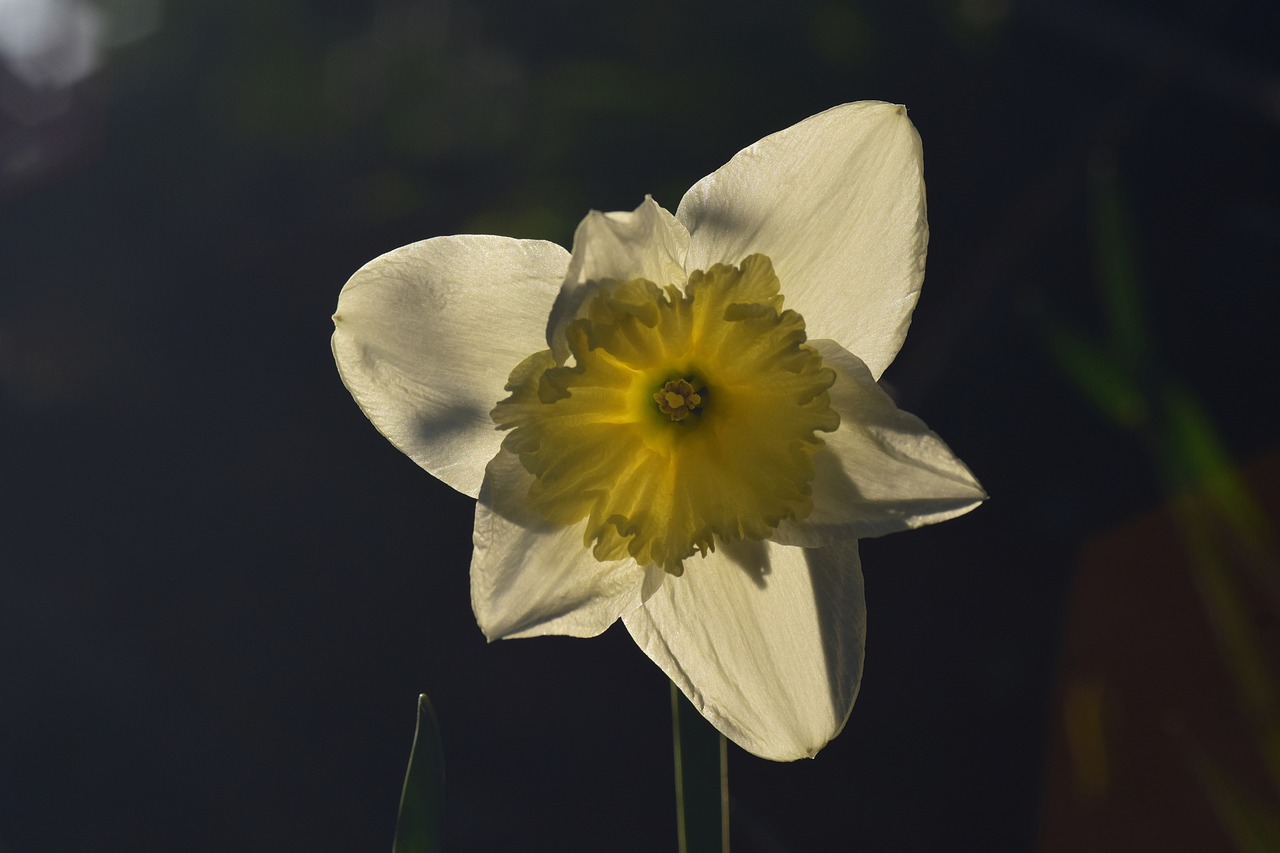 narcissus  backlighting  yellow free photo