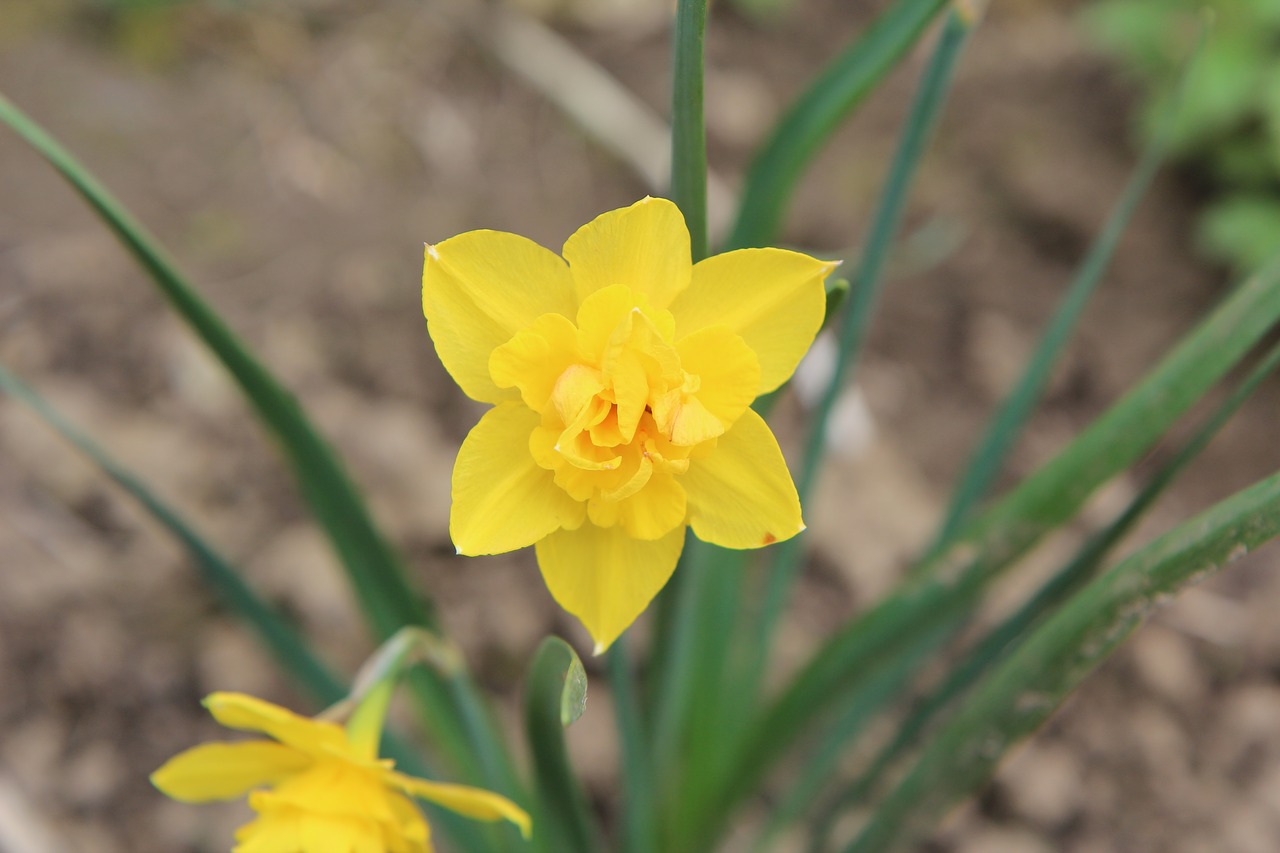 narcissus  narcissus yellow  yellow flowers free photo