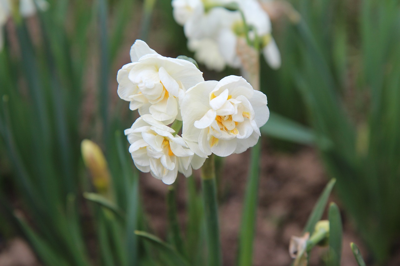 narcissus  narcissus white  narcissus double free photo