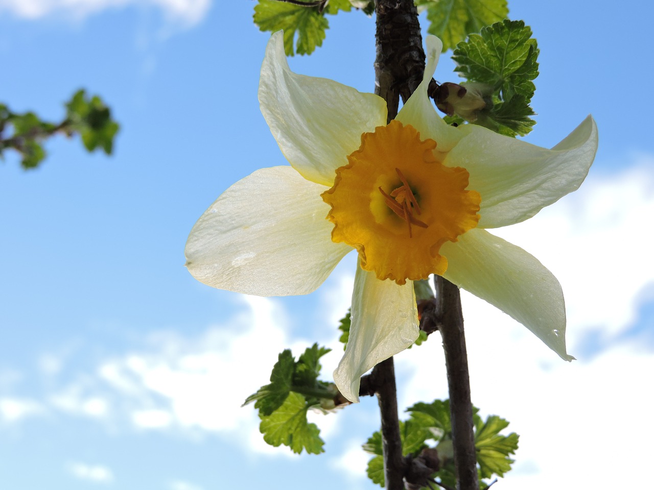 narcissus  spring  plant free photo