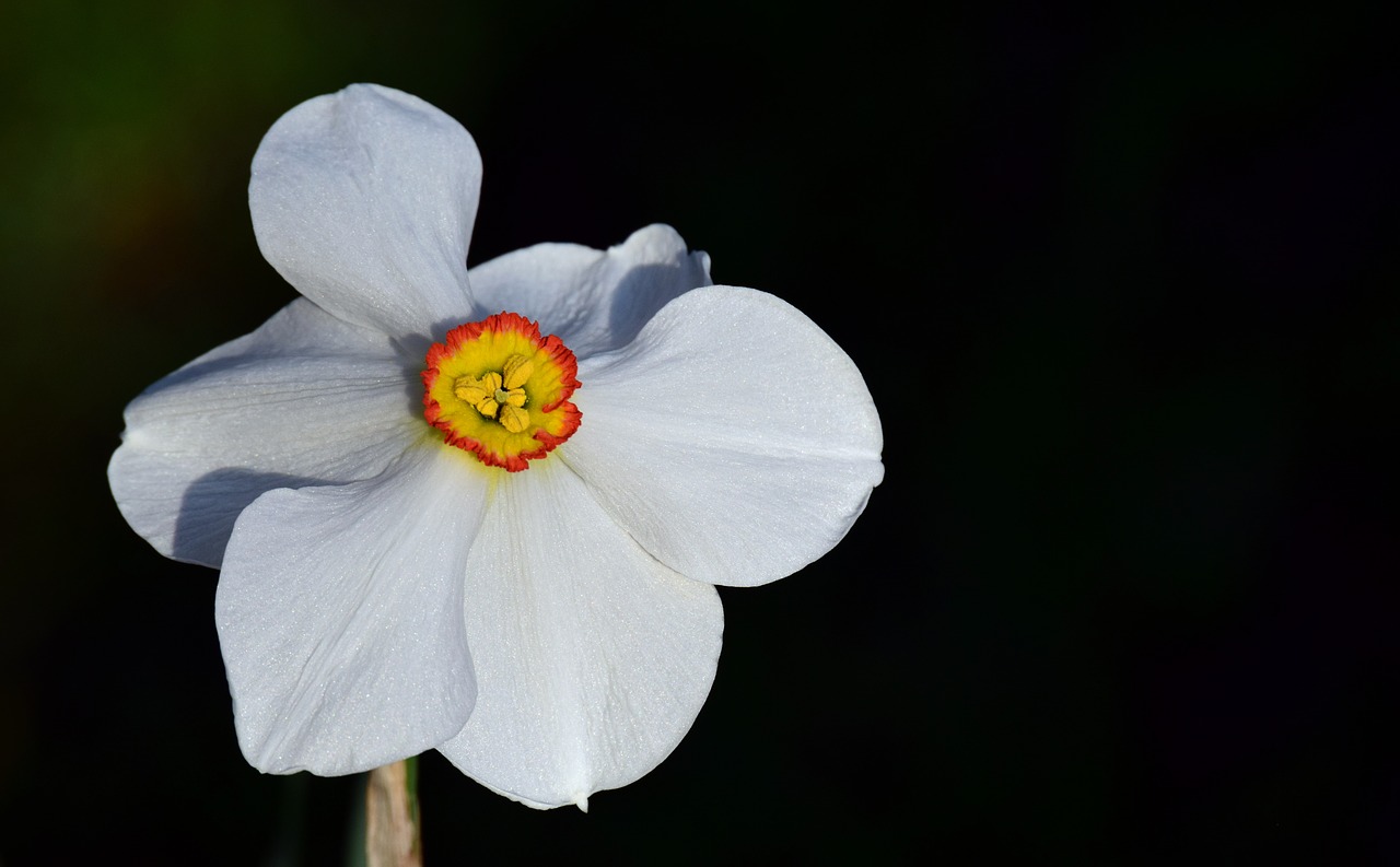 narcissus  white  blossom free photo