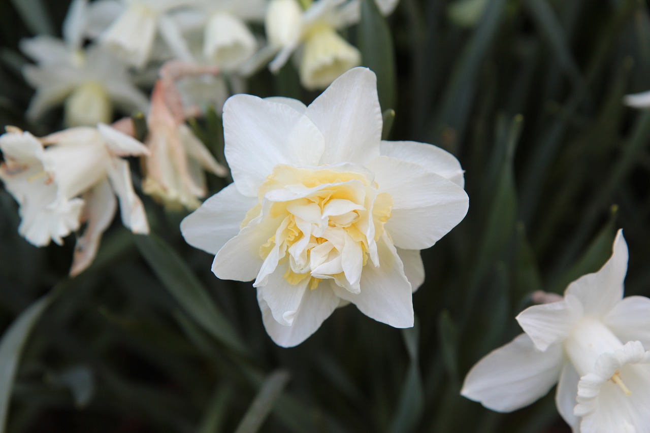 narcissus  narcissus double  narcissus white free photo