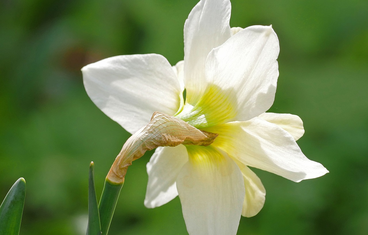 narcissus  blossom  bloom free photo