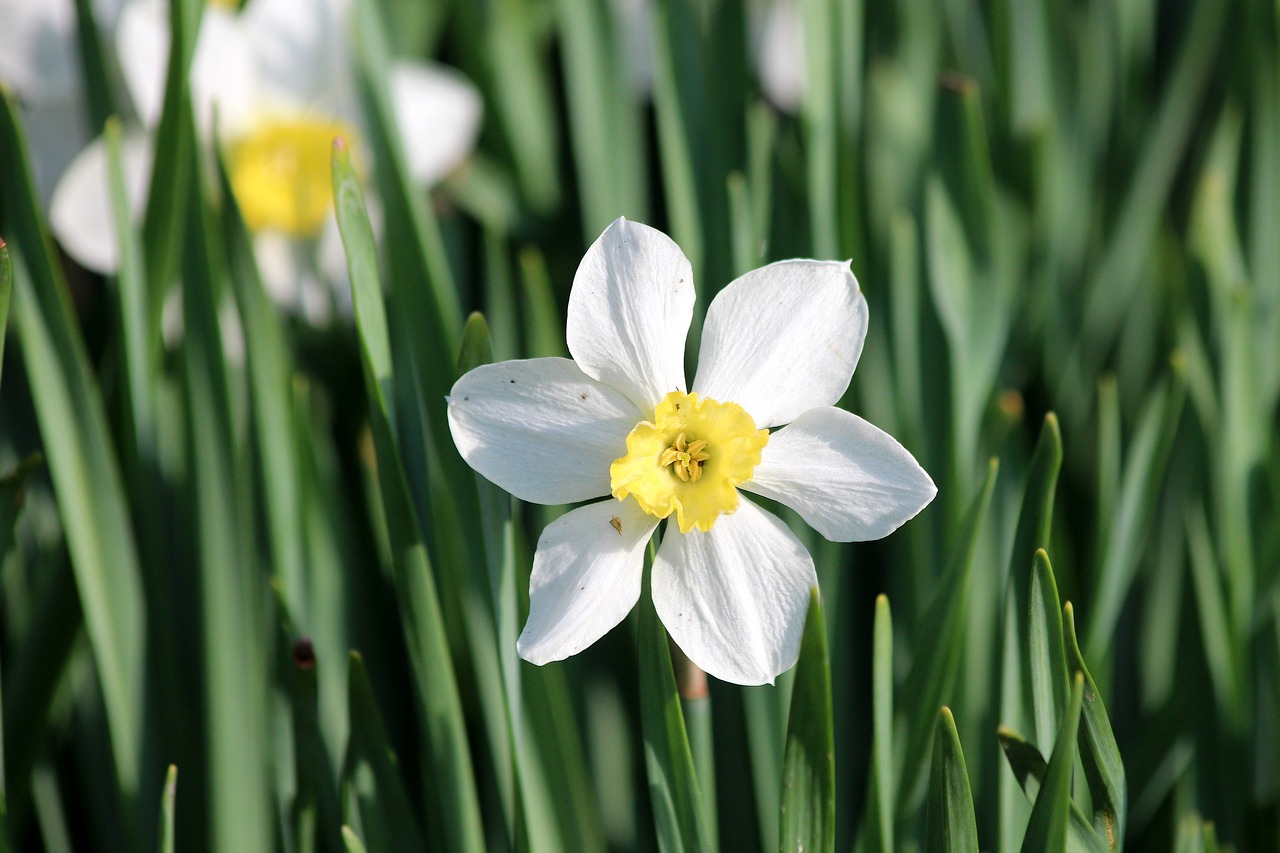 narcissus  plant  flower free photo