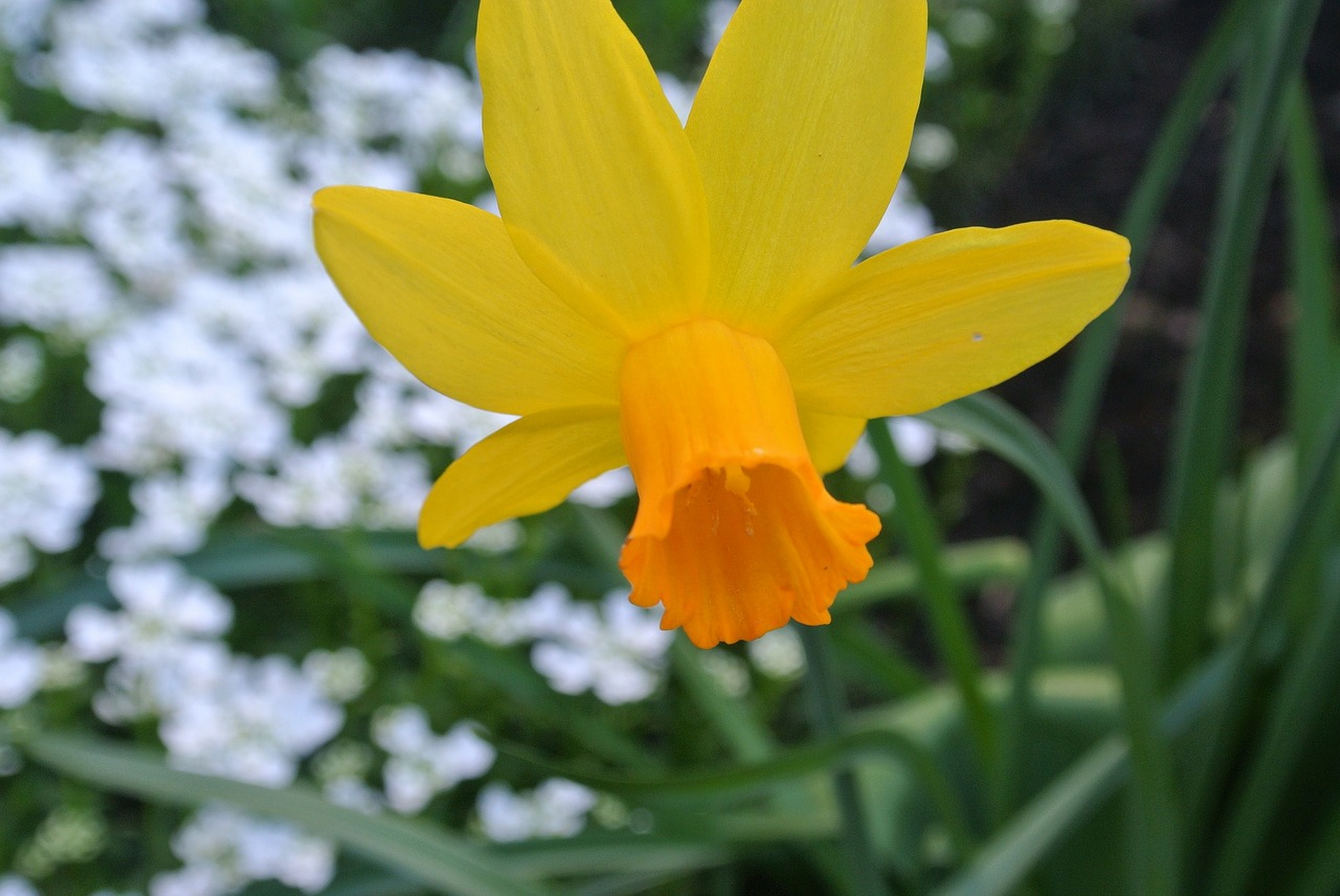 narcissus flower to easter free photo