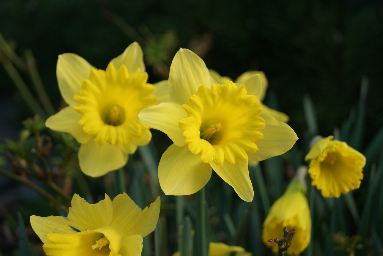 Narcissus,yellow,custom,plant,spring - free image from needpix.com