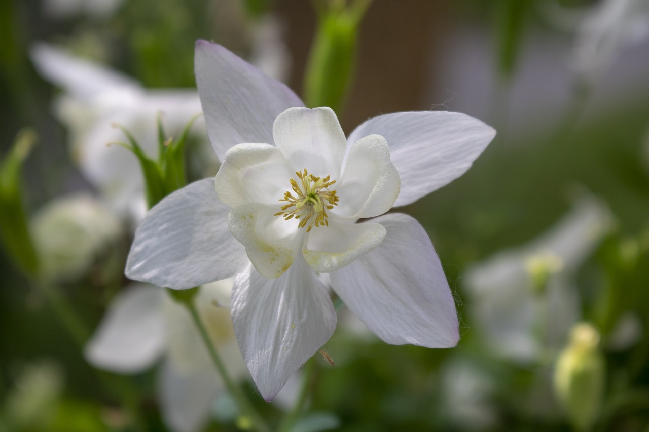 narcissus  blossom  bloom free photo