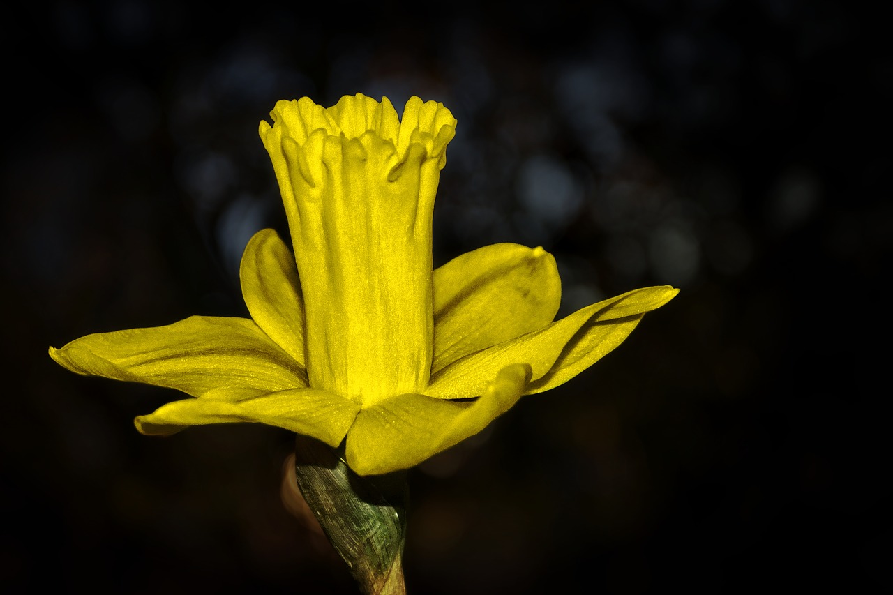 narcissus  blossom  bloom free photo