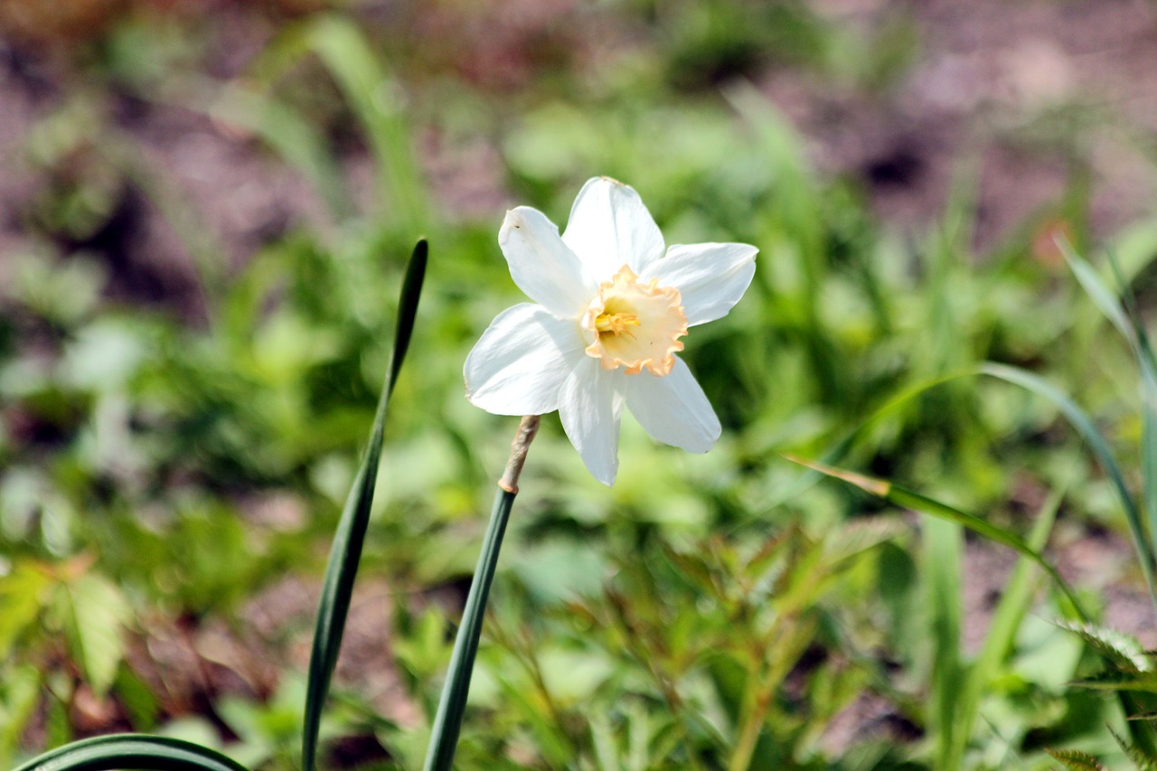 narcissus  flowers  plant free photo