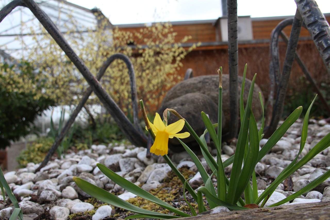 narcissus  flower  spring free photo