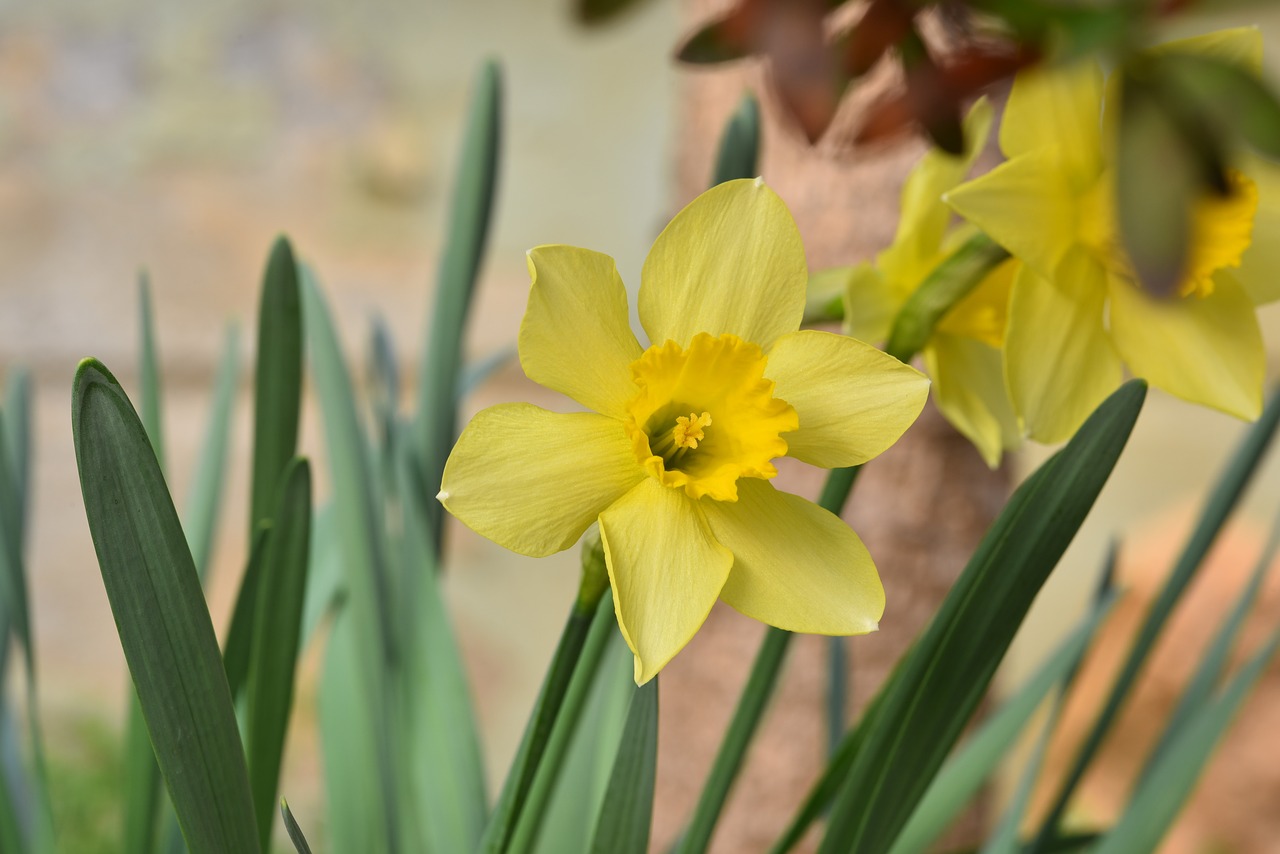 narcissus  yellow  flowers free photo