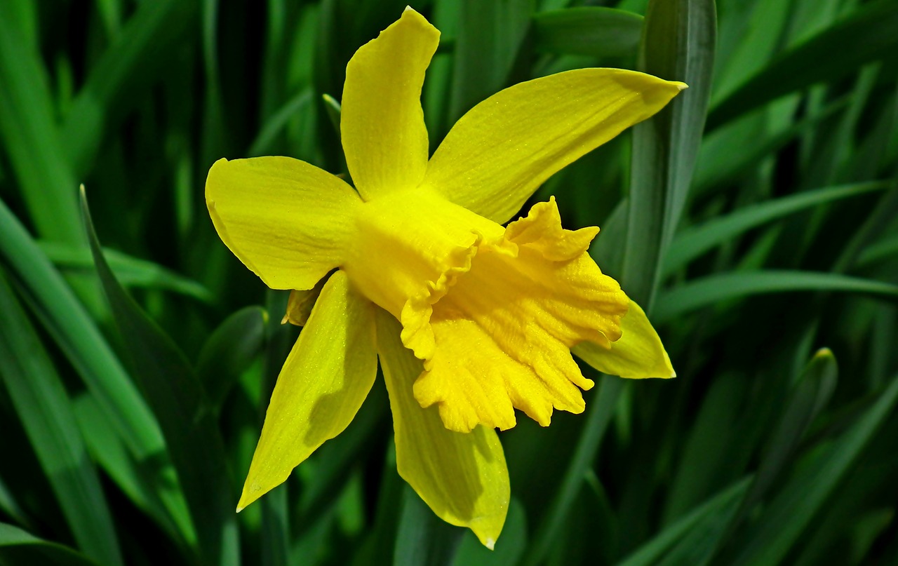 narcissus  flower  yellow free photo
