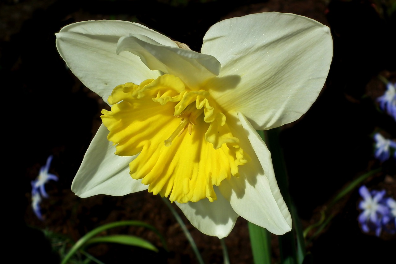 narcissus  flower  spring free photo