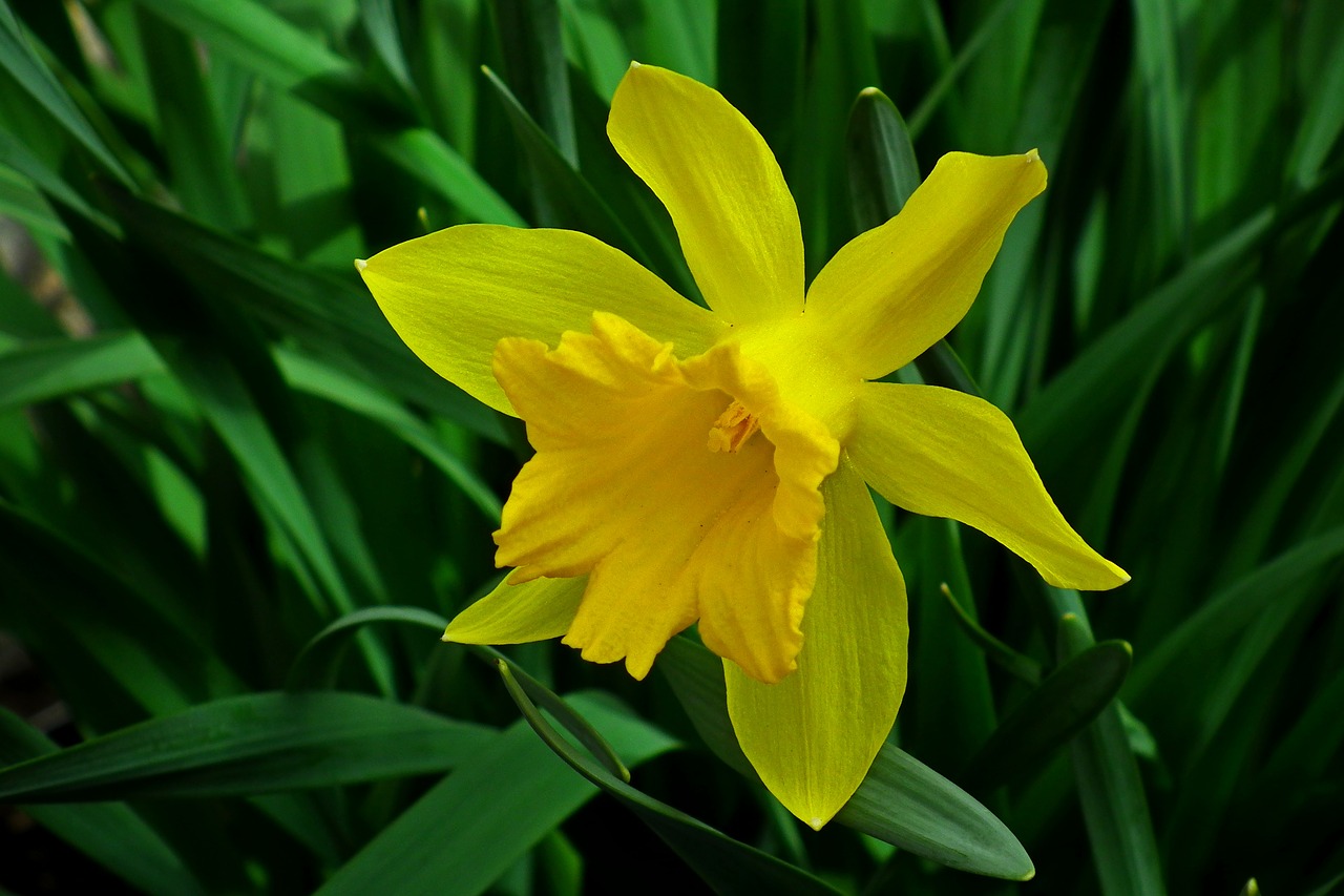 narcissus  flower  spring free photo