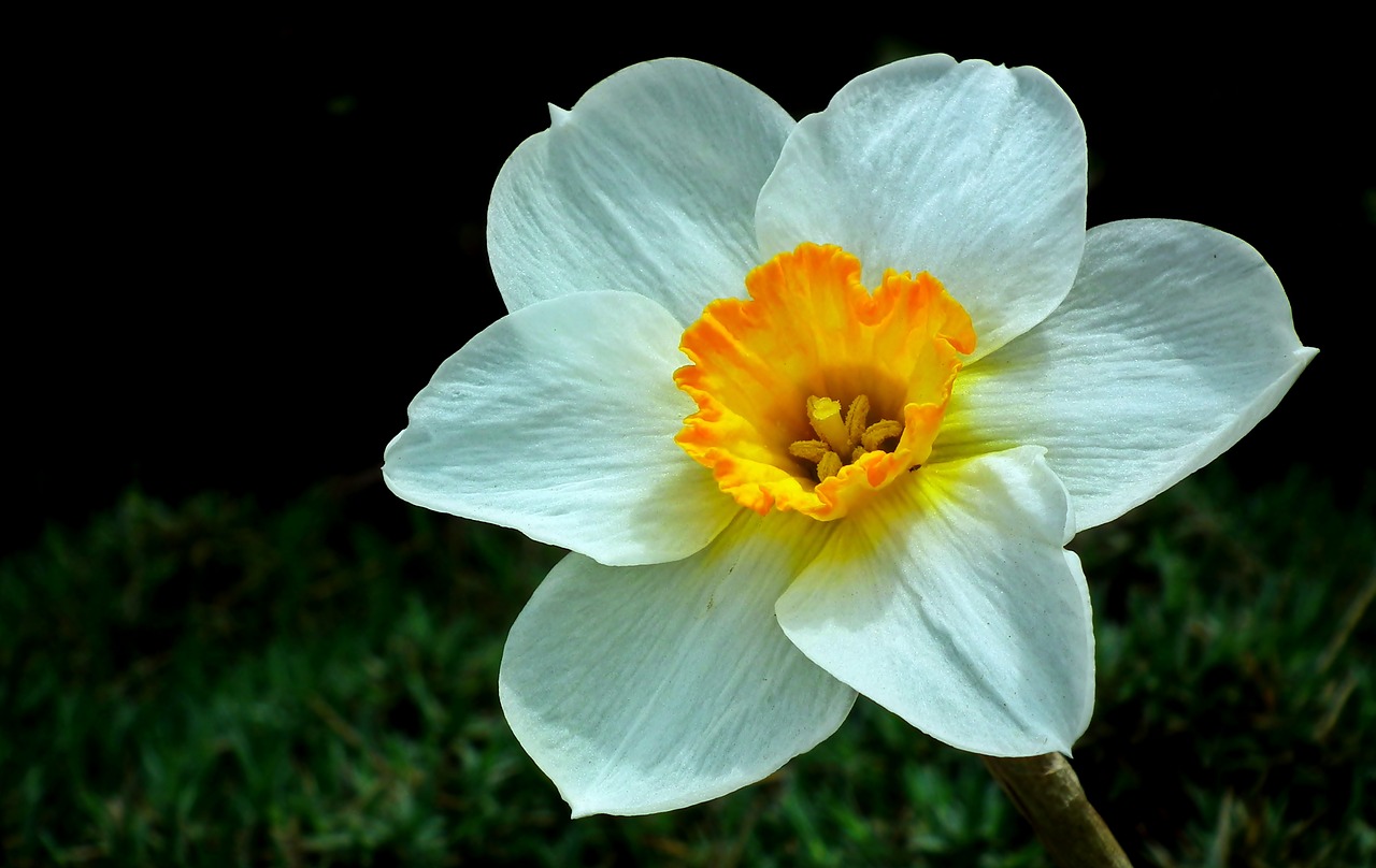 narcissus  flower  spring free photo