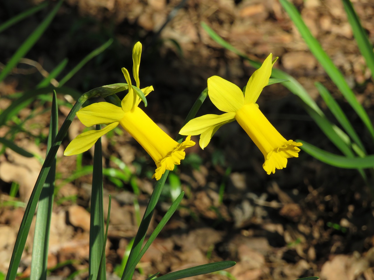 narcissus  flower  yellow free photo