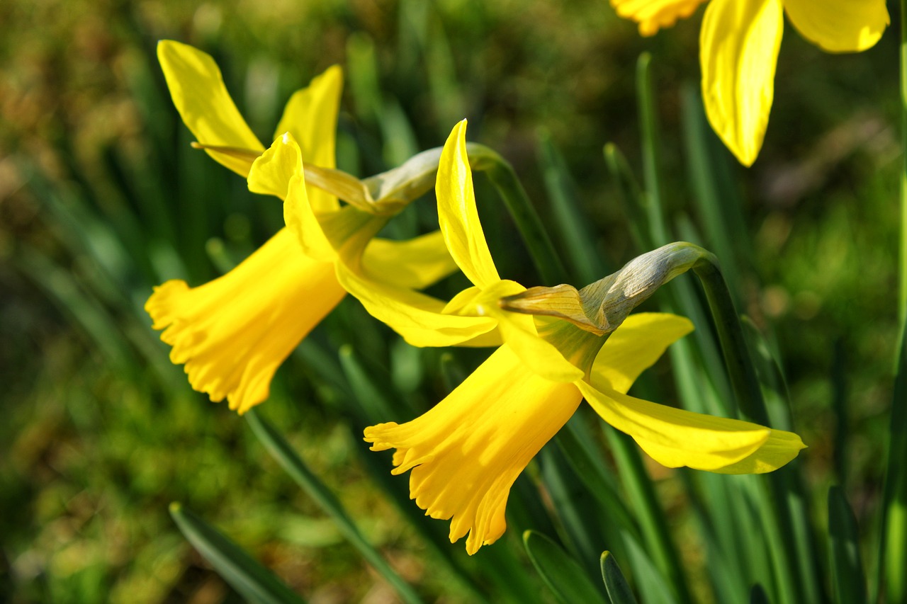 narcissus  flower  yellow free photo