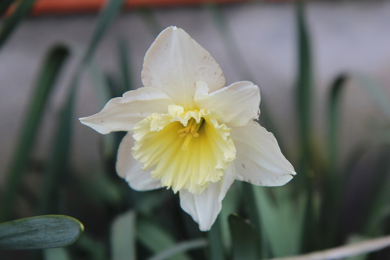 narcissus  narcissus yellow  spring free photo