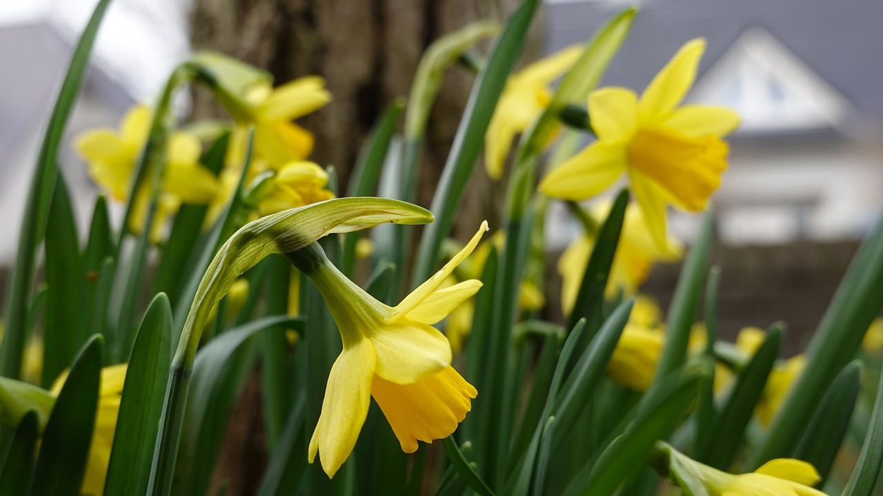 narcissus  spring  yellow free photo