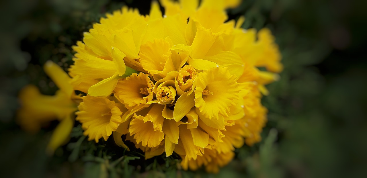 narcissus  yellow  flowers free photo