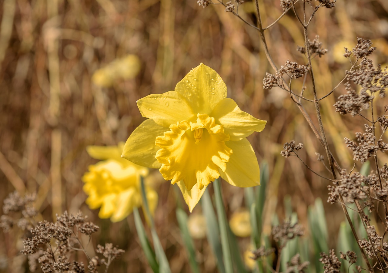 narcissus  daffodil  spring free photo