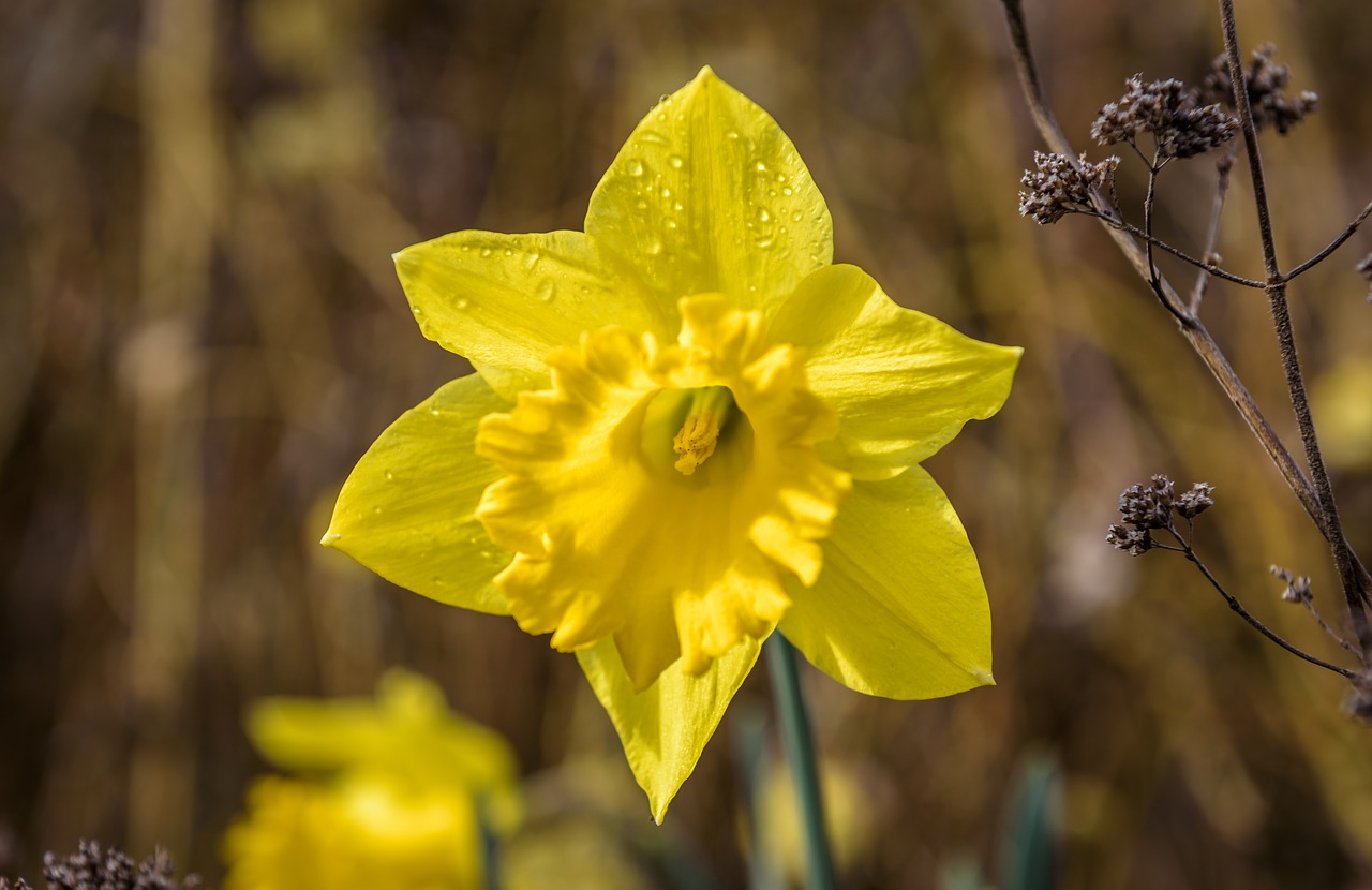 narcissus  daffodil  spring free photo