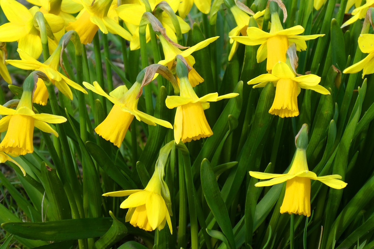 narcissus  flower  bloom free photo