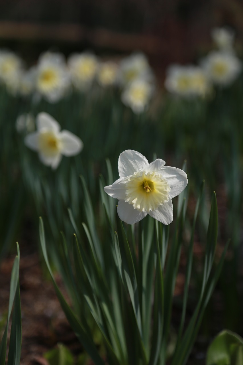 narcissus  spring  flowers free photo