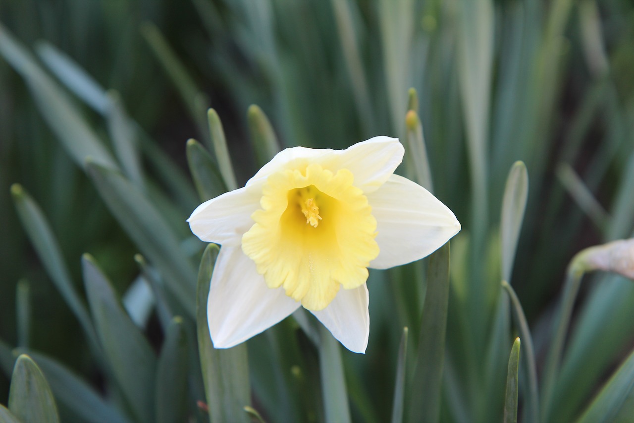 narcissus  narcissus yellow  spring free photo