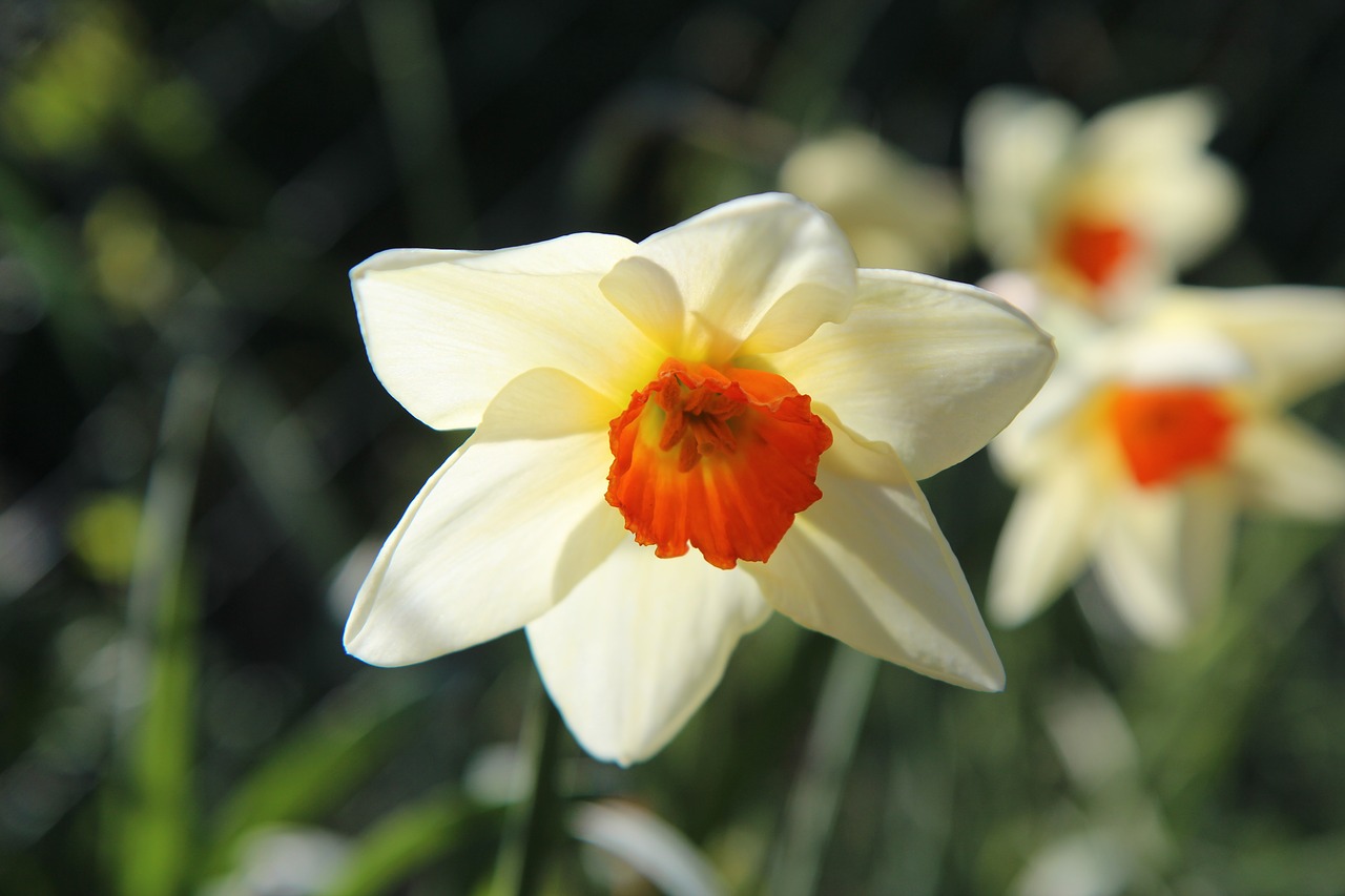 narcissus  flowers  spring free photo