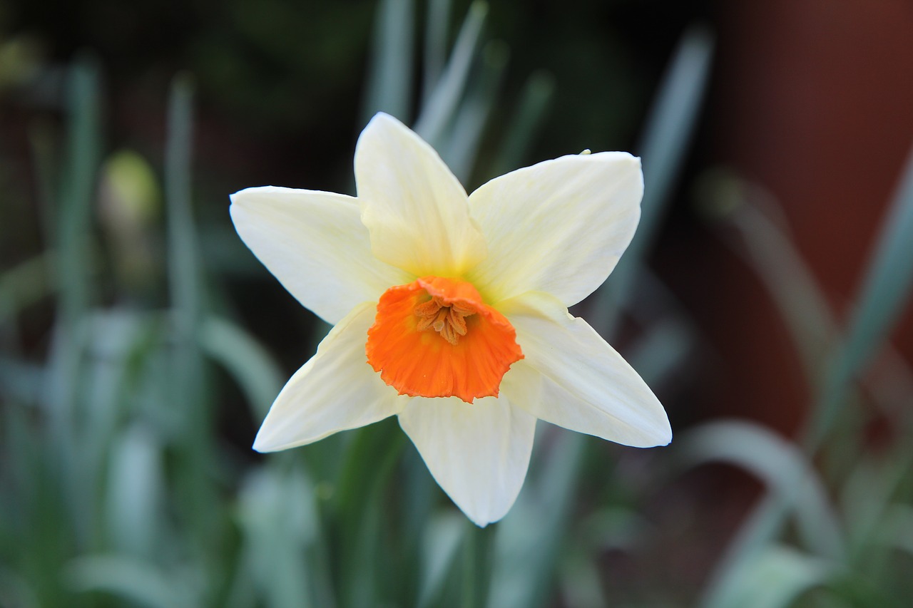 narcissus  spring  daffodil free photo